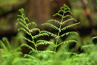 BCBR26_Day_3_DaveSilverPhoto_0017