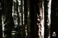 DS_BCBR15_4_8174