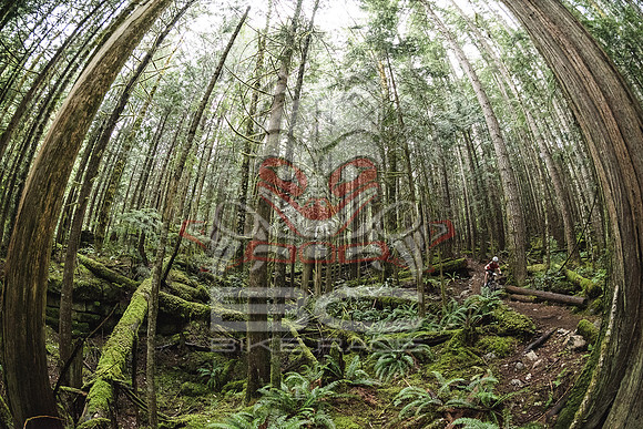 DS_BCBR16_2_0614