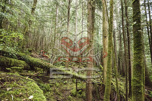 DS_BCBR16_2_0627