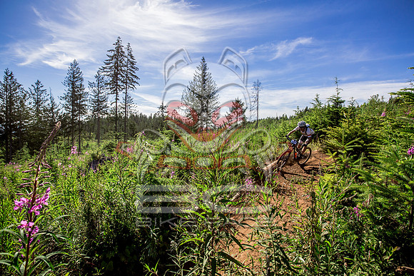 06_28_15_BCBR_01_0115