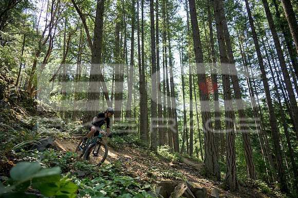 BCBR23_0_0081_DS