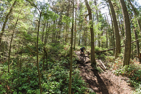 BCBR19_7_0286_DS